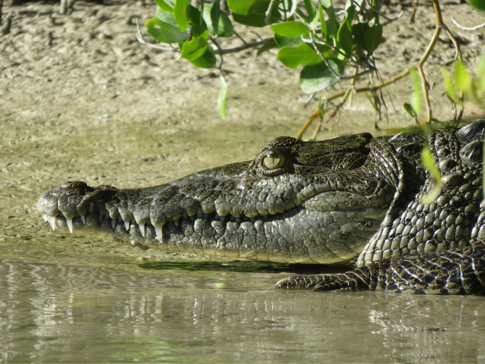 Kayak en Manglares 1
